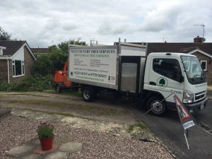 Specialist tree surgeons Bath