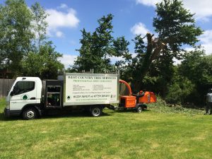 Wiltshire Arborists