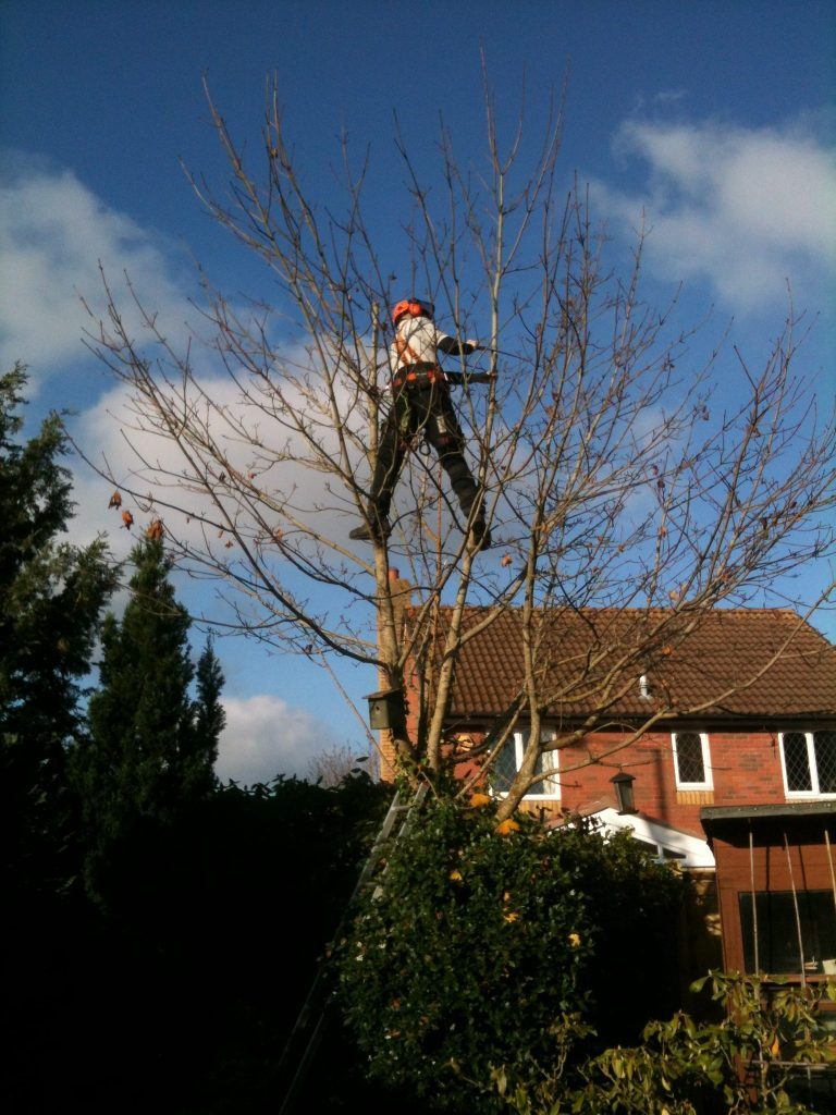 Hedge Trimming Cardiff