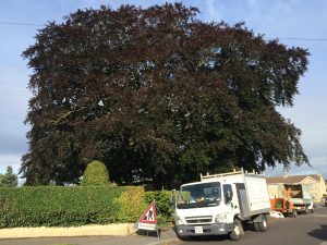 Tree Reduction Trowbridge