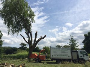 Willow Pollard Lacock Tree Surgeons