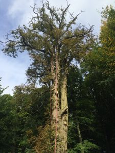 Over Mature Horse Chestnut Tree being taken down for Lydiard Park in Swindon