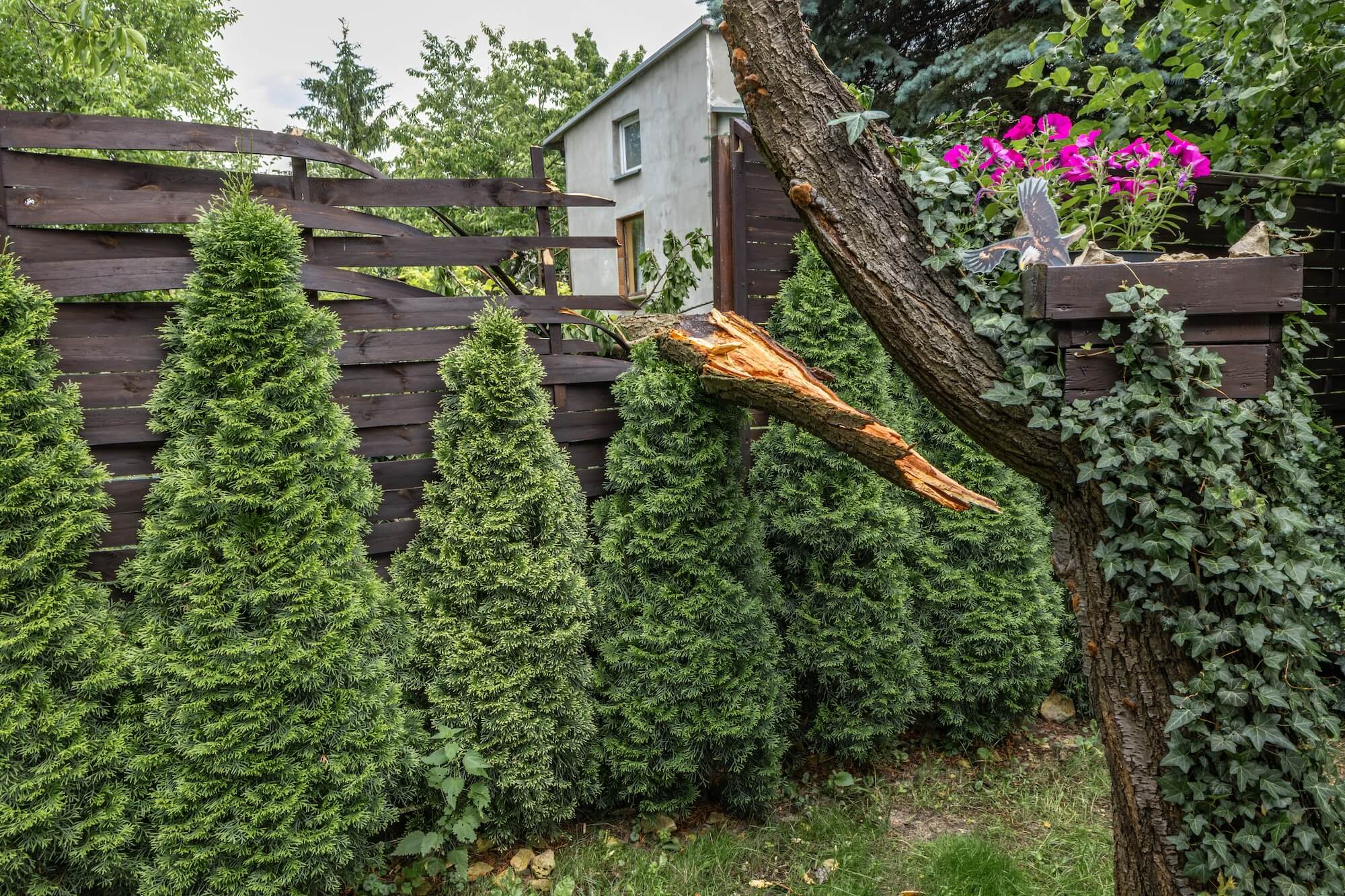 Damage from an unsafe tree